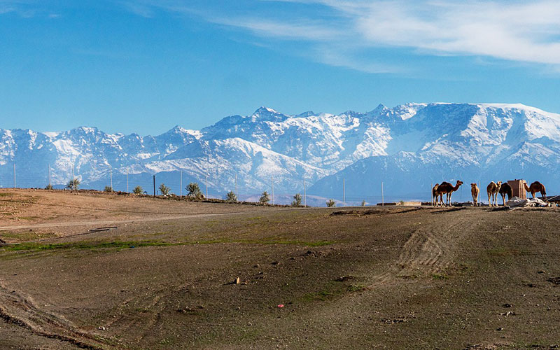 Camel Ride in Marrakech