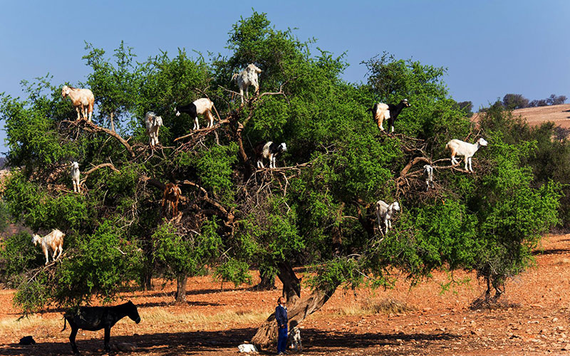 The road from Marrakesh to Essaouira