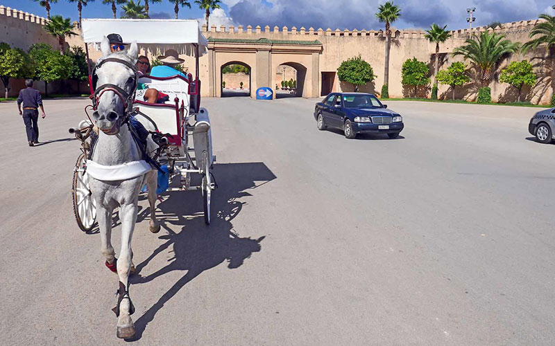 Horse Carriage Ride Tour