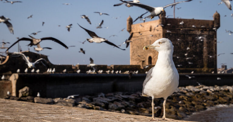 Things to do in Essaouira Morocco