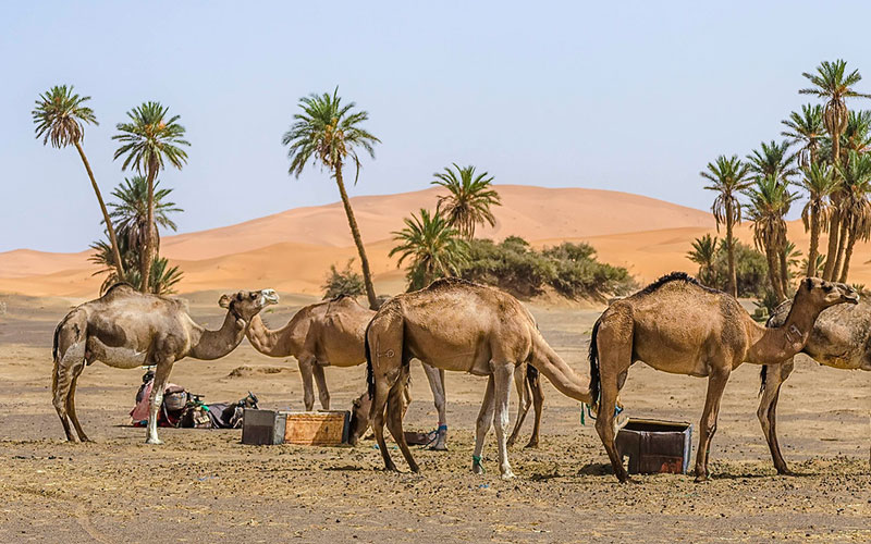 the Oasis of Merzouga