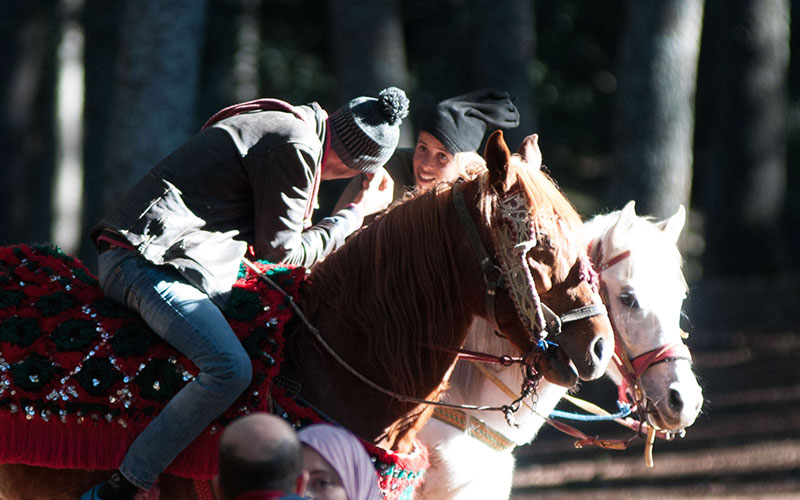 Horses in Ifranes forest