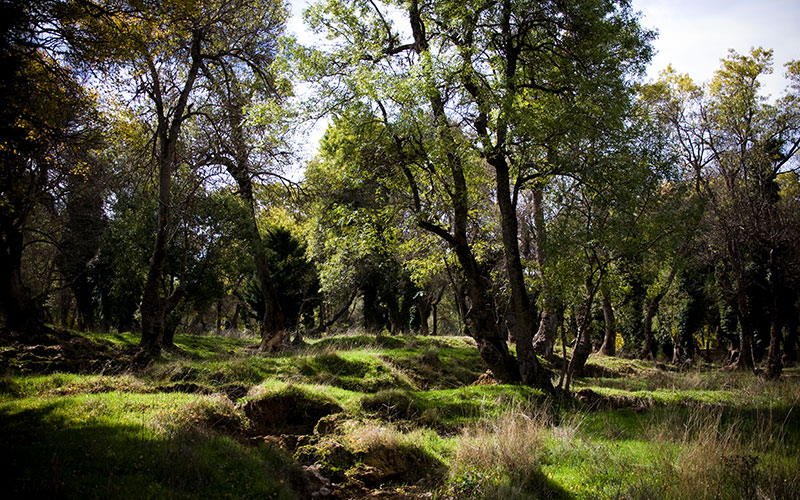 Ain Vittel Forest