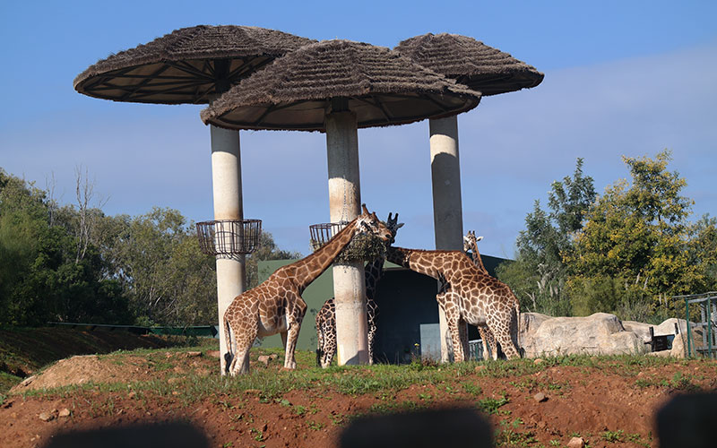 Giraffes - Rabat Zoo