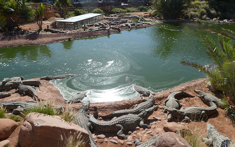 Nile crocodiles, Agadir Crocodile Park