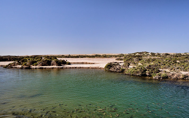 Imlili Oasis in Dakhla