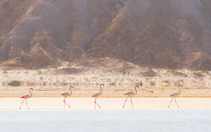 Flamingos in Dakhla Bay