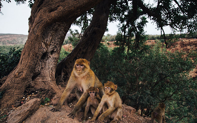 Wildlife, Ouzoud Falls