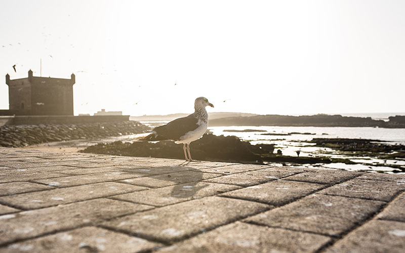 Seagull birds at a fort castle tower in Essaouira