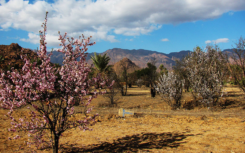 Tafraoute's Almond Festival: Symphony of Blossoms 