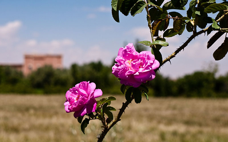 Morocco Rose Festival: A Fragrant Celebration in Kelâat M’Gouna