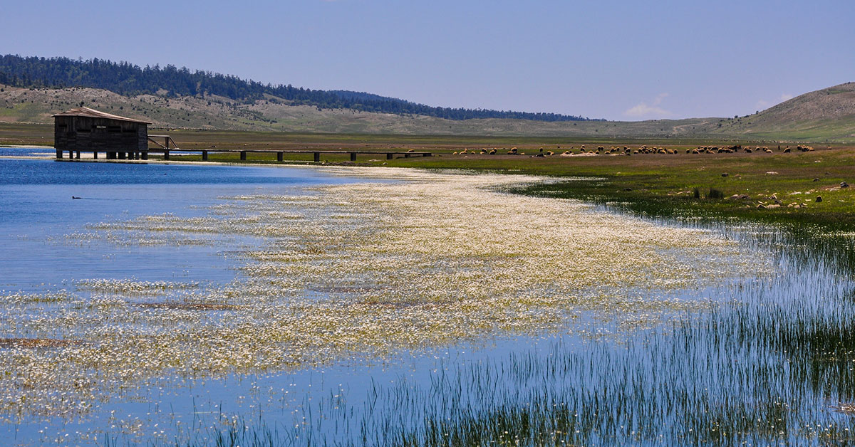 Lake Afennourir: A Comprehensive Insight into a Middle Atlas Ecosystem