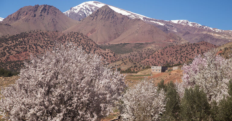 Tafraoute's Almond Festival: Symphony of Blossoms 