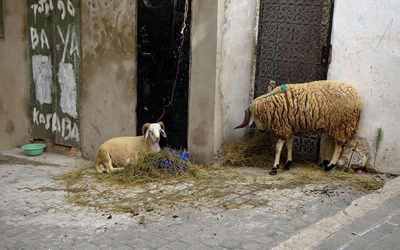 Preparing for Eid al-Adha, Morocco