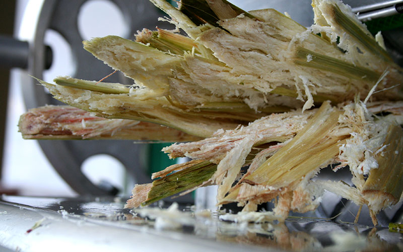 Cane Sugar Juice, Morocco